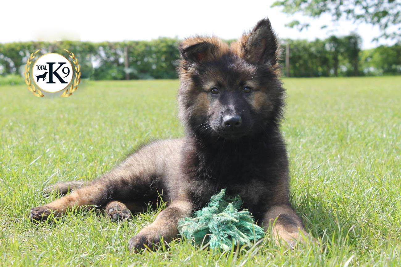 TOTAL K9 ® - Perfect Puppies - Play Time