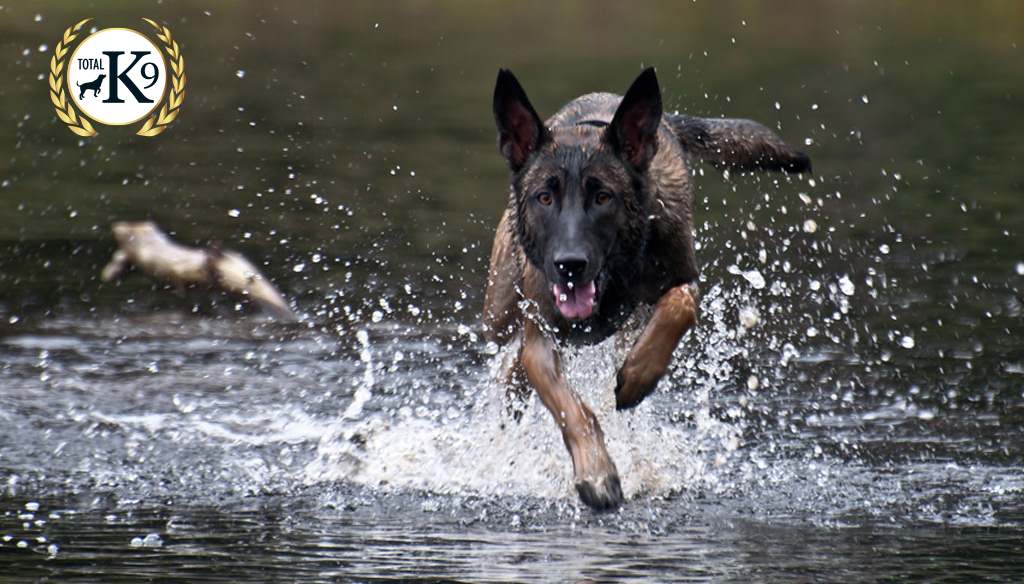 TOTAL K9 - Security, Police & Prison Dogs - Speed & Power