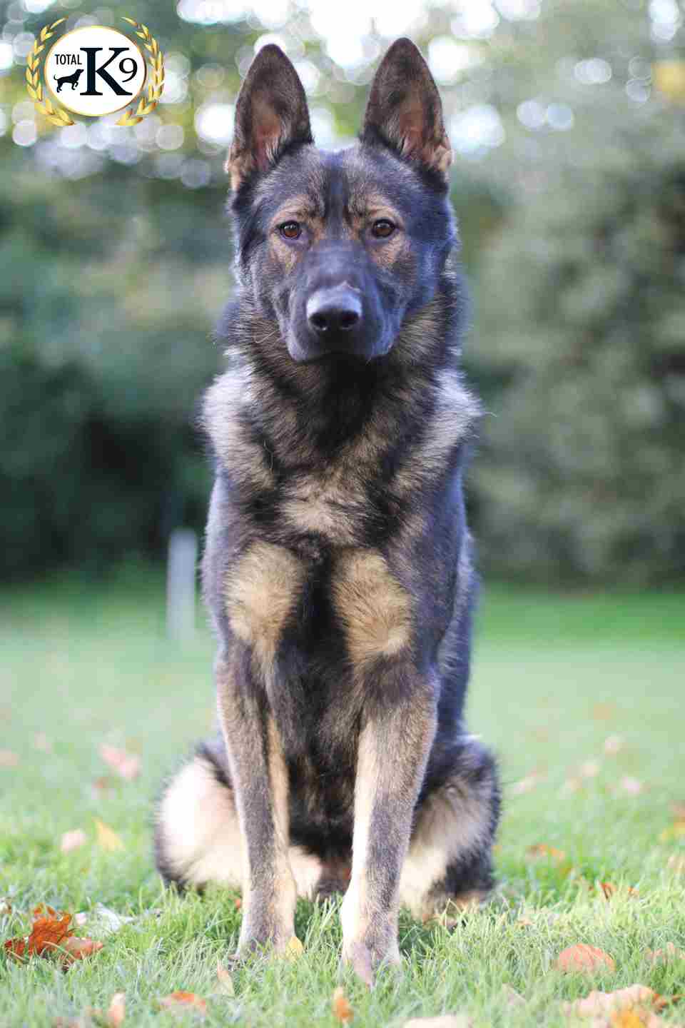 Duke guard dog