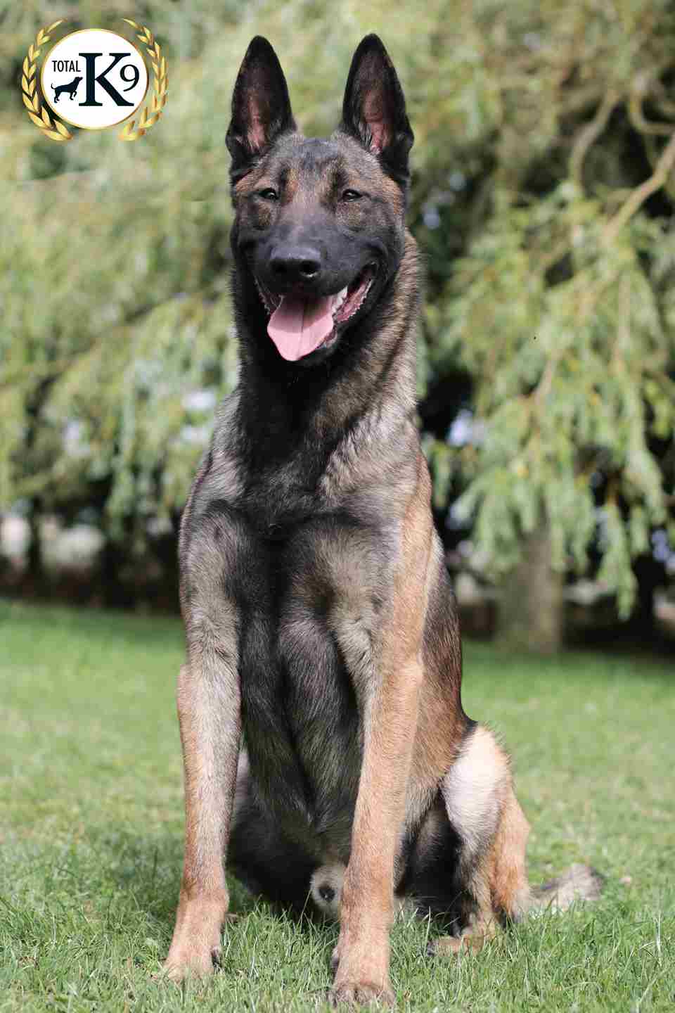 Rio personal guard dog for sale