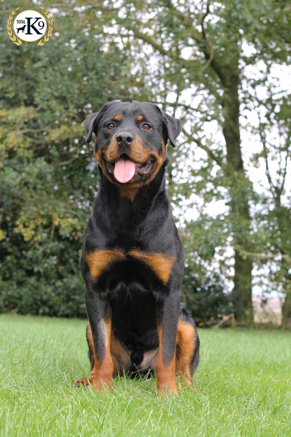 Tank Male Rottweiler protection dog for sale