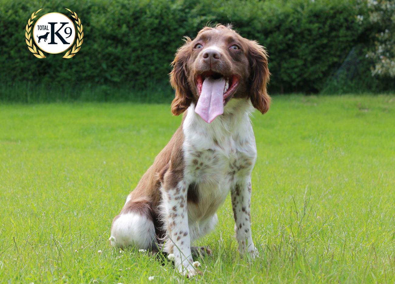 TOTAL K9 ® - Perfect Puppies - Foundation Trained Puppies TOTAL K9 ® - Perfect Puppies - Foundation Trained Puppies
