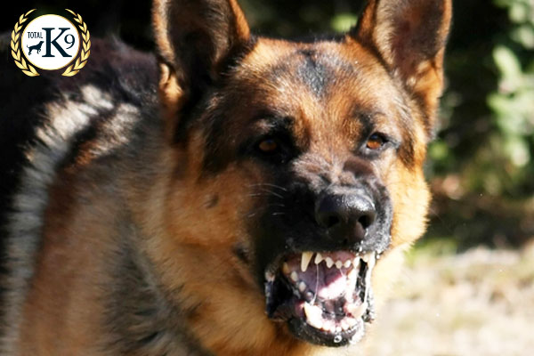 TOTAL K9 - Security, Police & Prison Dogs - Civil & Level