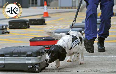 TOTAL K9 ® - Security, Police & Prison Dogs - High Level of Focus TOTAL K9 ® - Security, Police & Prison Dogs - High Level of Focus