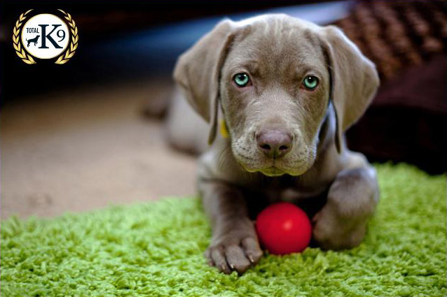 TOTAL K9 ® - Perfect Puppies TOTAL K9 ® - Perfect Puppies