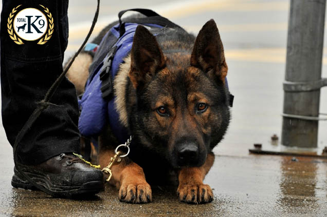 Security, Police & Prison Dogs