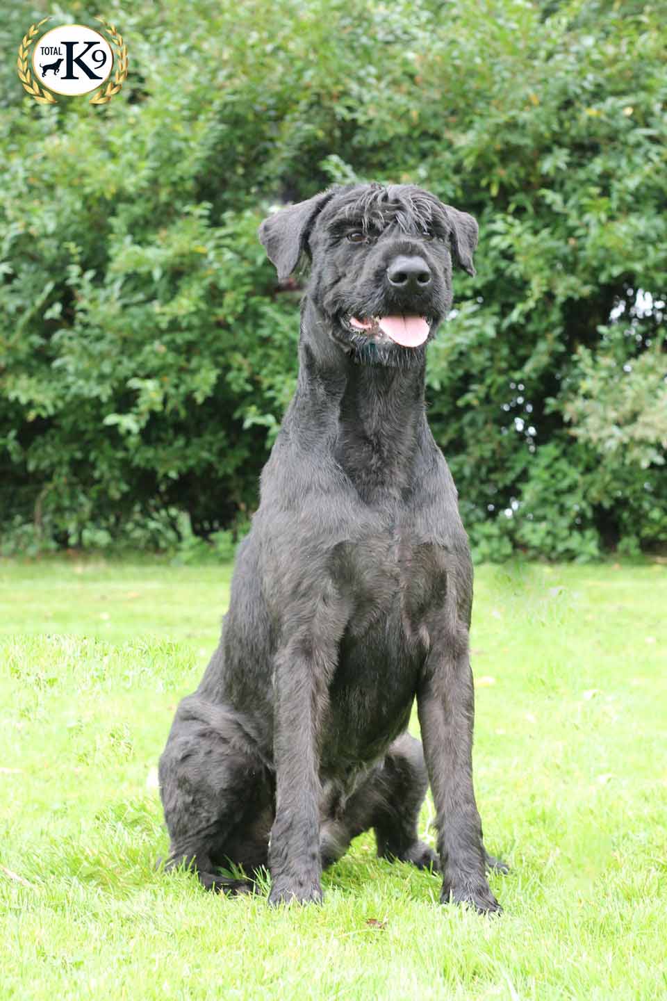 Barney Male Giant Schnauzer