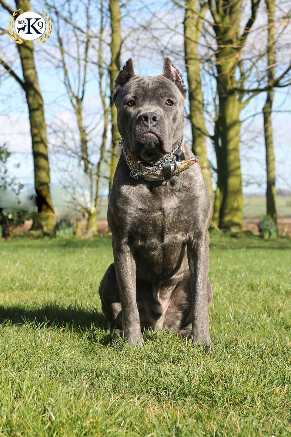 Bullet, Male, Cane Corso