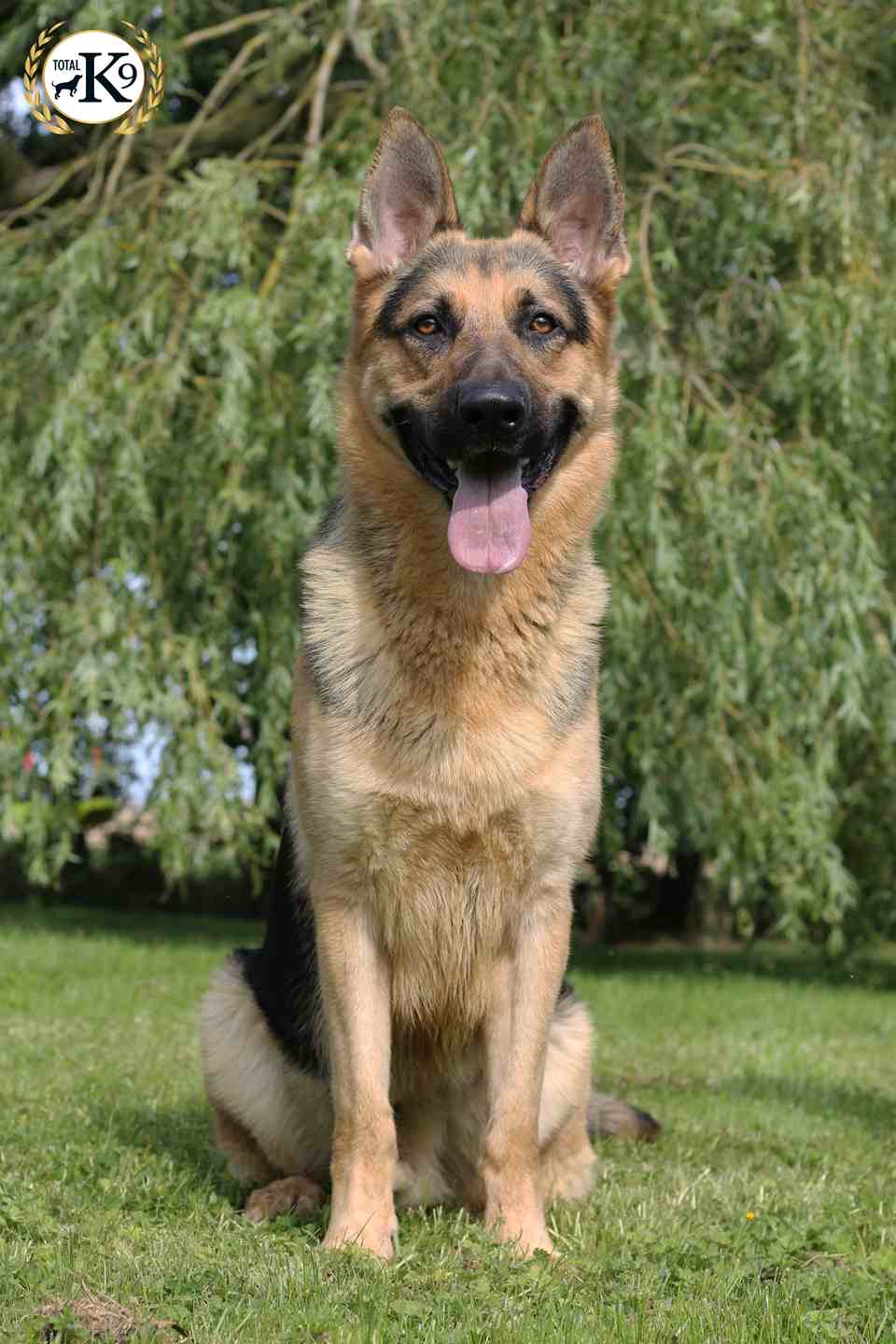 Lennie, Male, German Shepherd