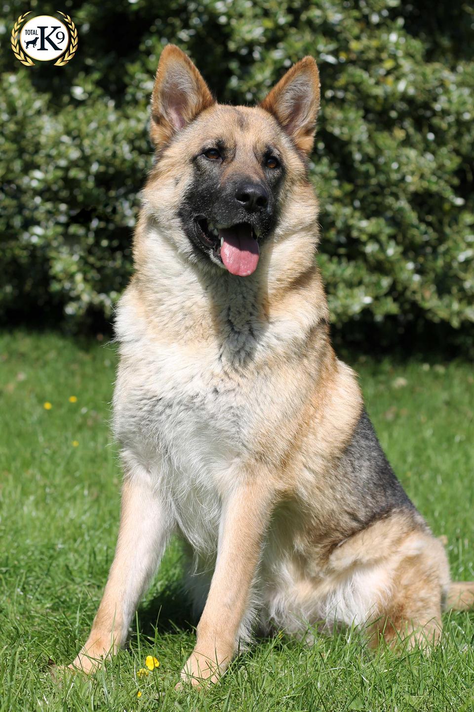 Roxy Female German Shepherd