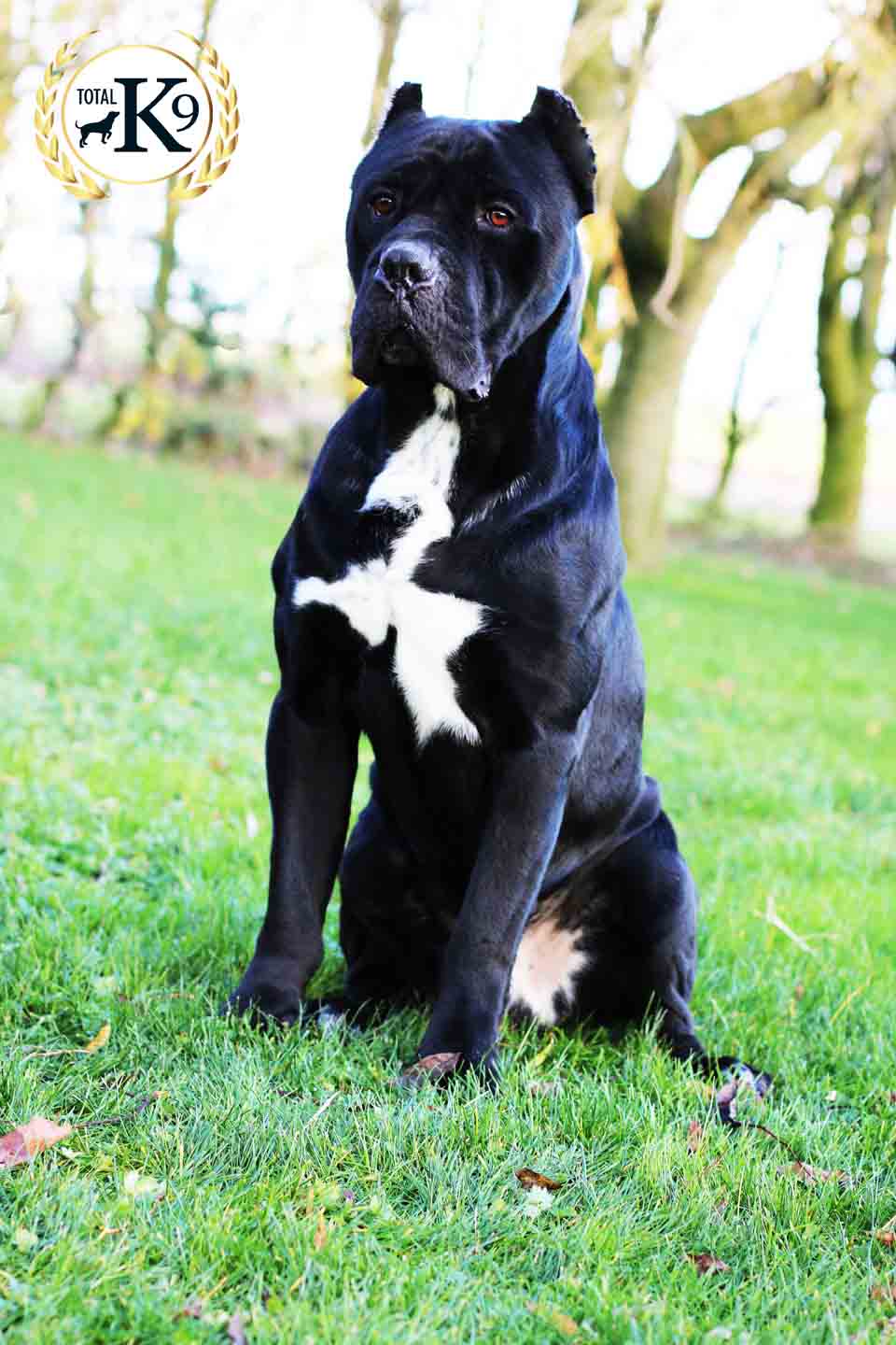 Cane Corso