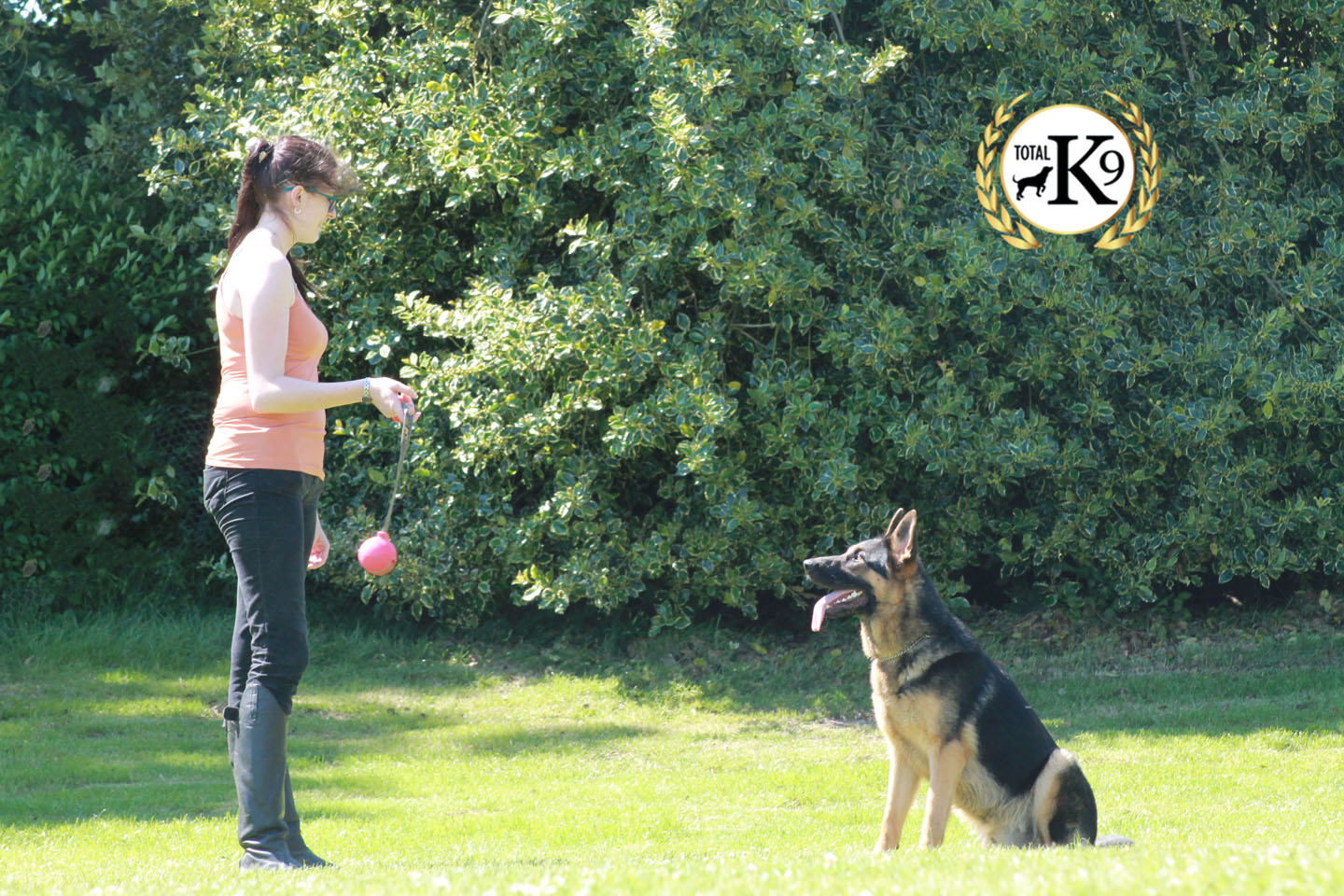 positive reinforcement dog training