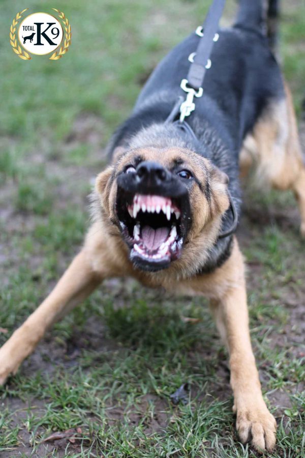 Training a dog for personal protection Protection dogs
