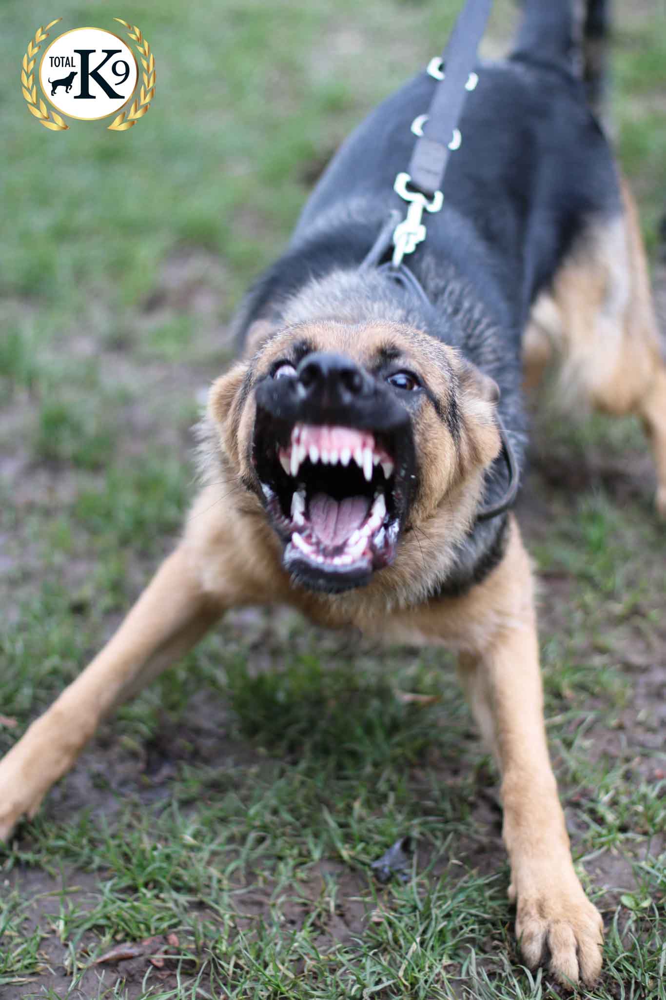 protection dog furious total k9