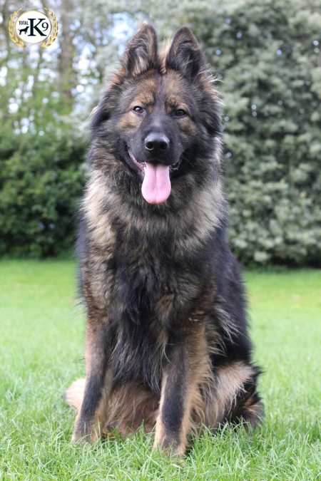 Boris-Male-German-Shepherd