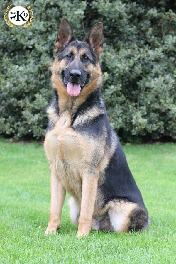 Kaiser Male German Shepherd for sale