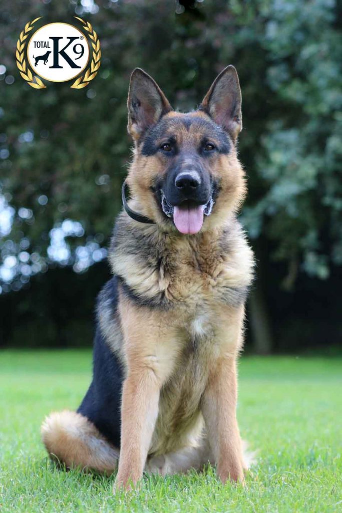 Murphy Guard Dog For Sale