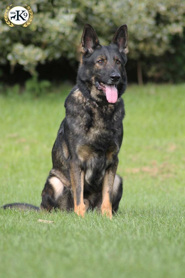 Rocky-Male-German-Shepherd