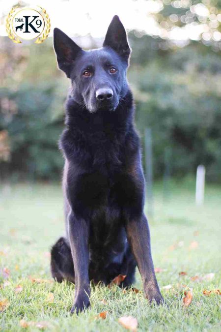 Shadow Protection Dog