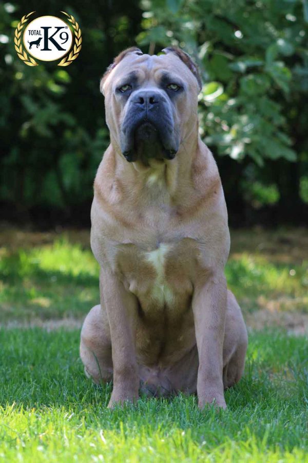 Ragna Cane Corso male protection dog