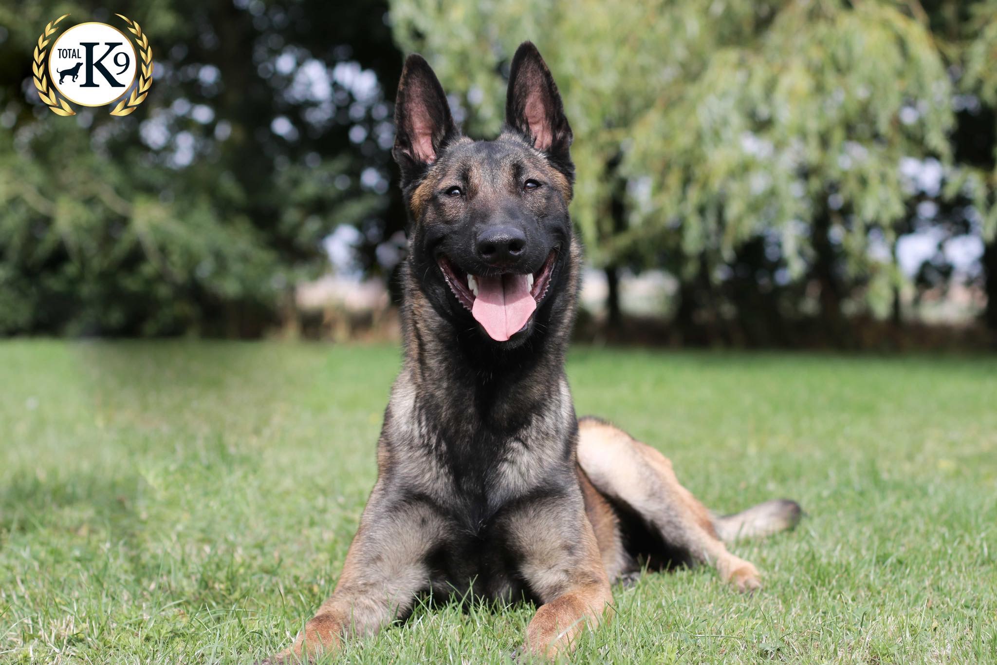 Malinois dog hot sale guard breeds