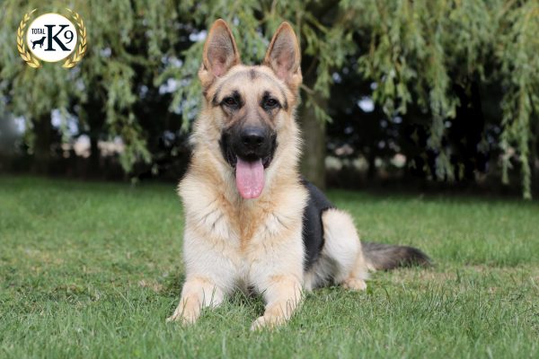 simba-german-shepperd-uk