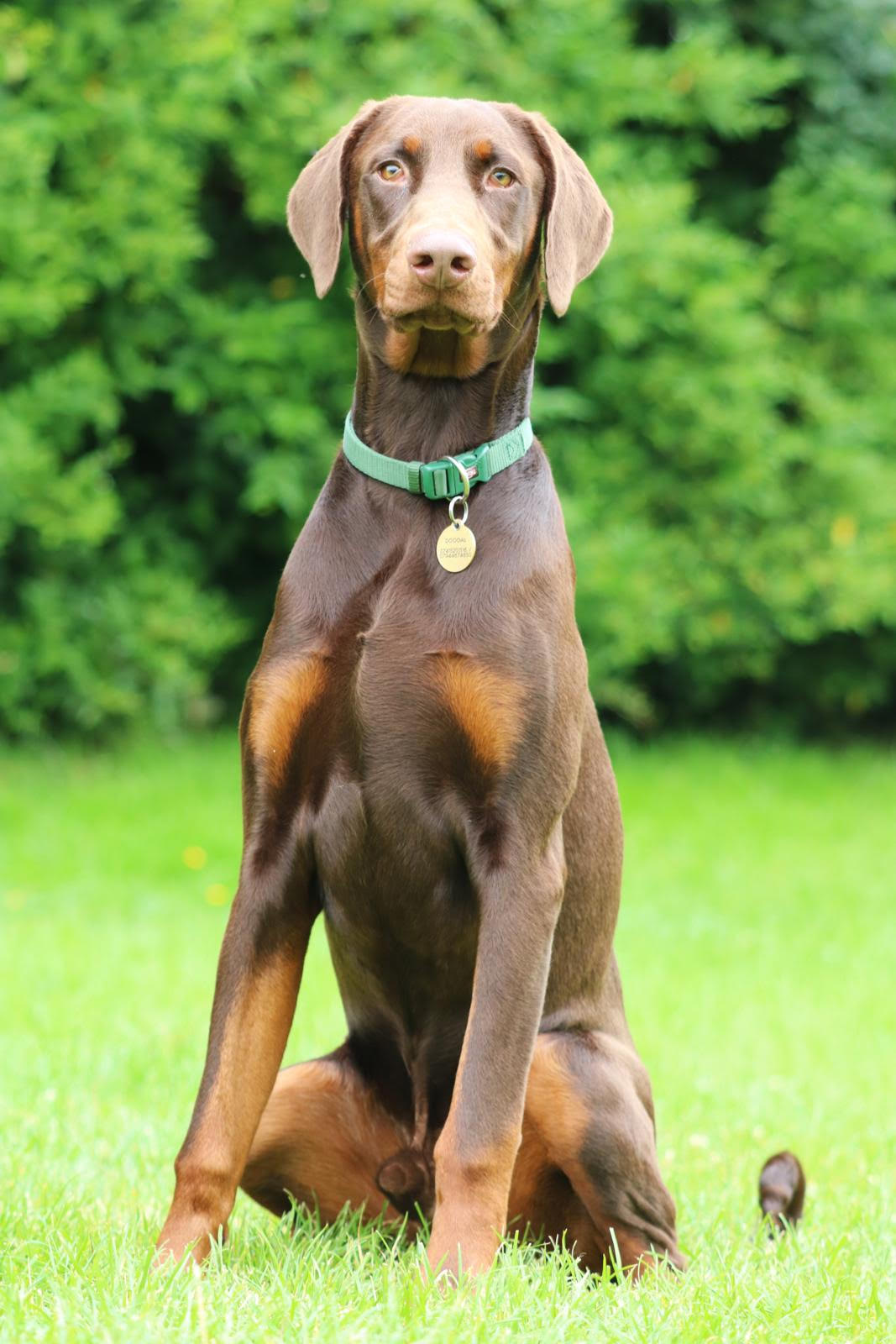 What Is Doggy Boot Camp