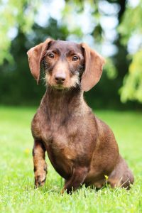 emotional-therapy-dog