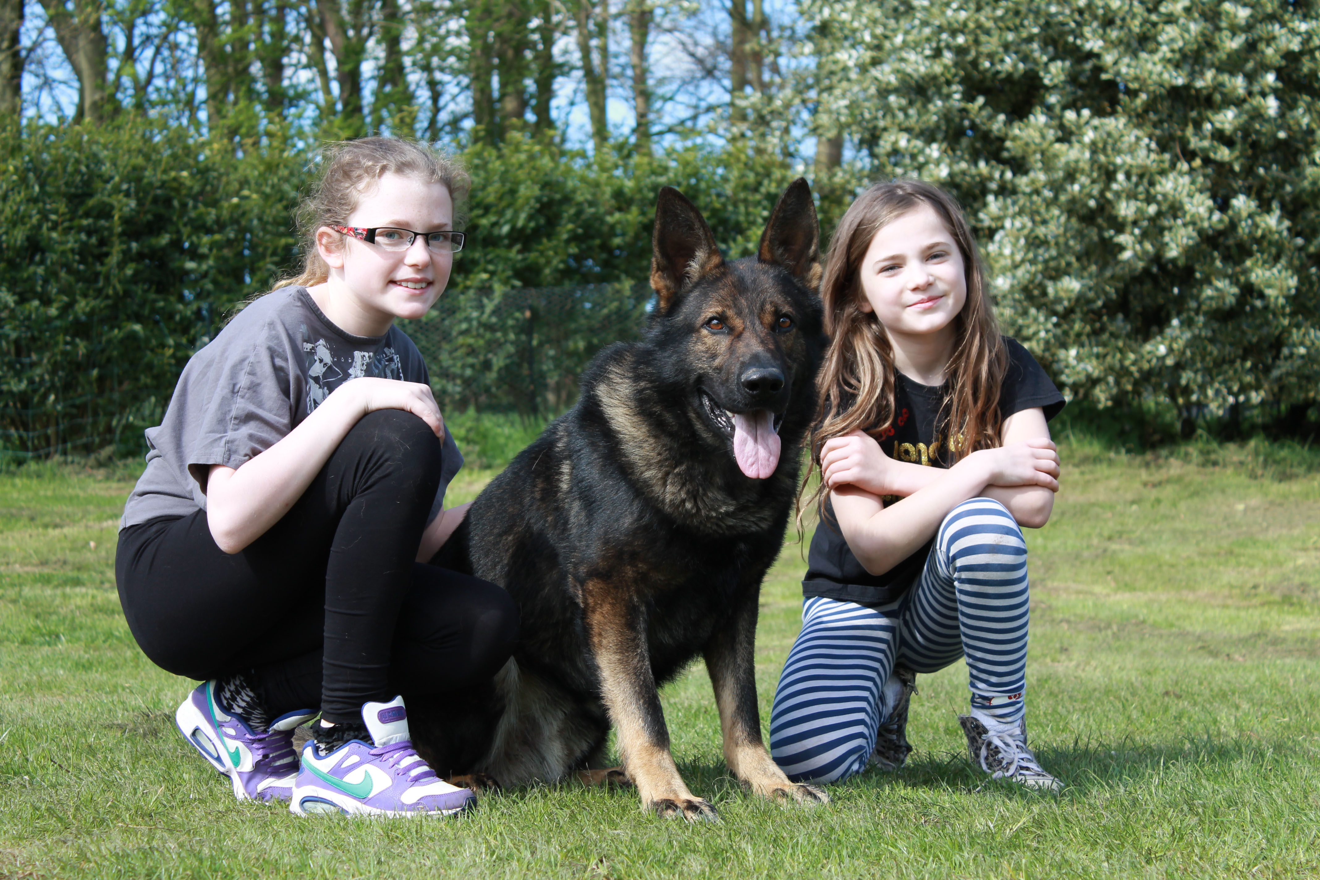 family protection dogs uk