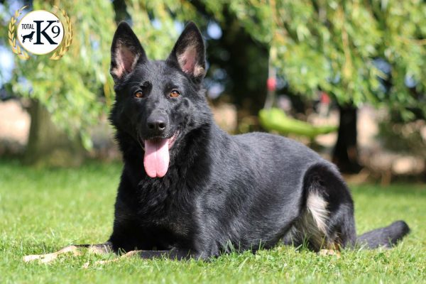 Bella guard dog in green grass