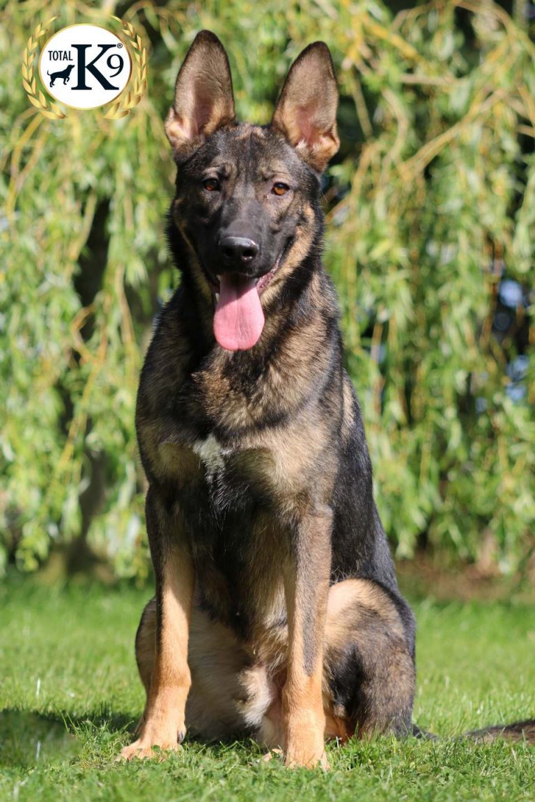 Protection Dogs for Sale UK TOTAL K9