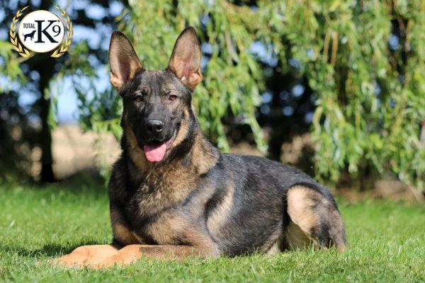 Edge protection dog sitting in green grass