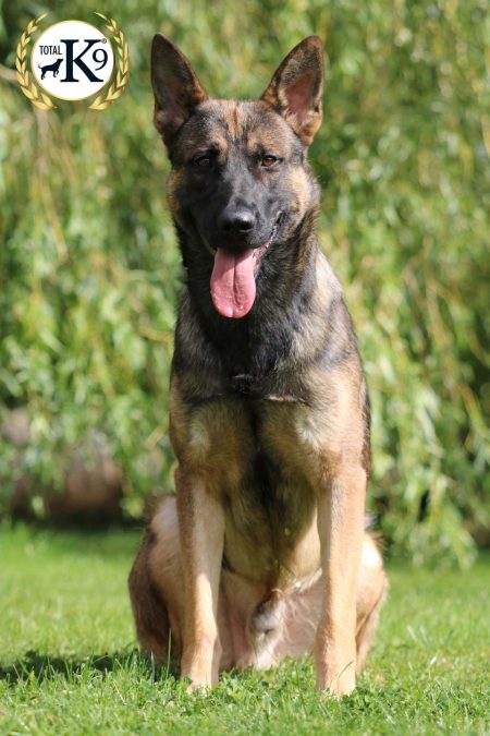 JAX protection dog German Sheppard dog