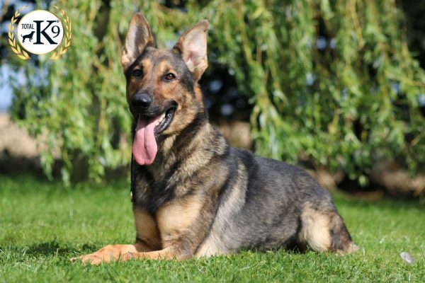 Taz guard dog in green grass