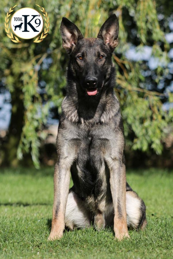 jake-police-dog