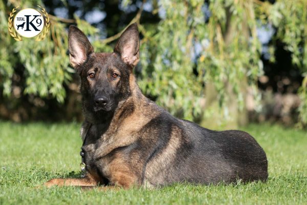 shelby protection dog