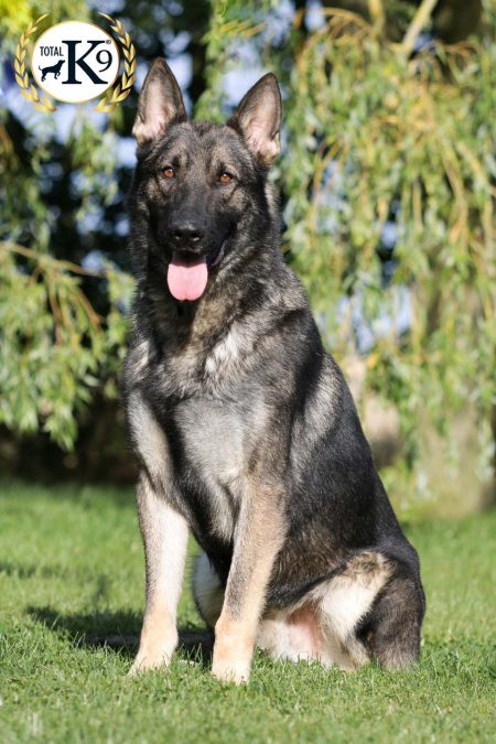 ted-protection-dog-german-shepperd