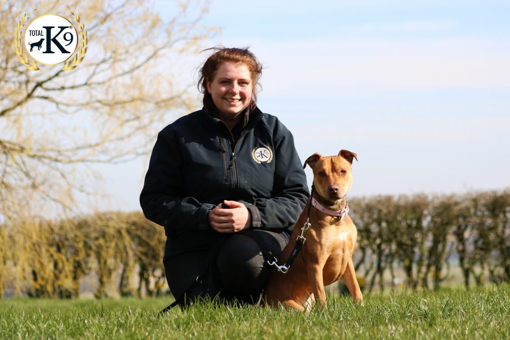 Dog training boot camp photo