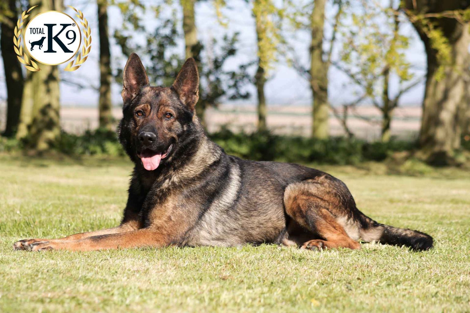 The most popular police dog breeds Protection dogs