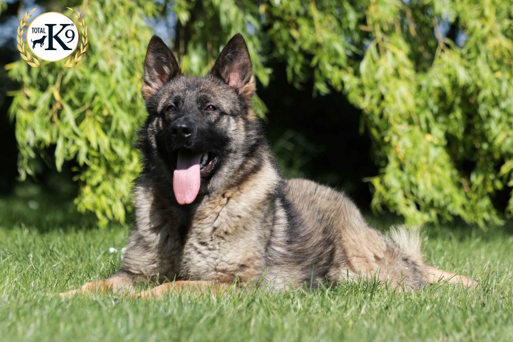 protection dog german shepard in the grass