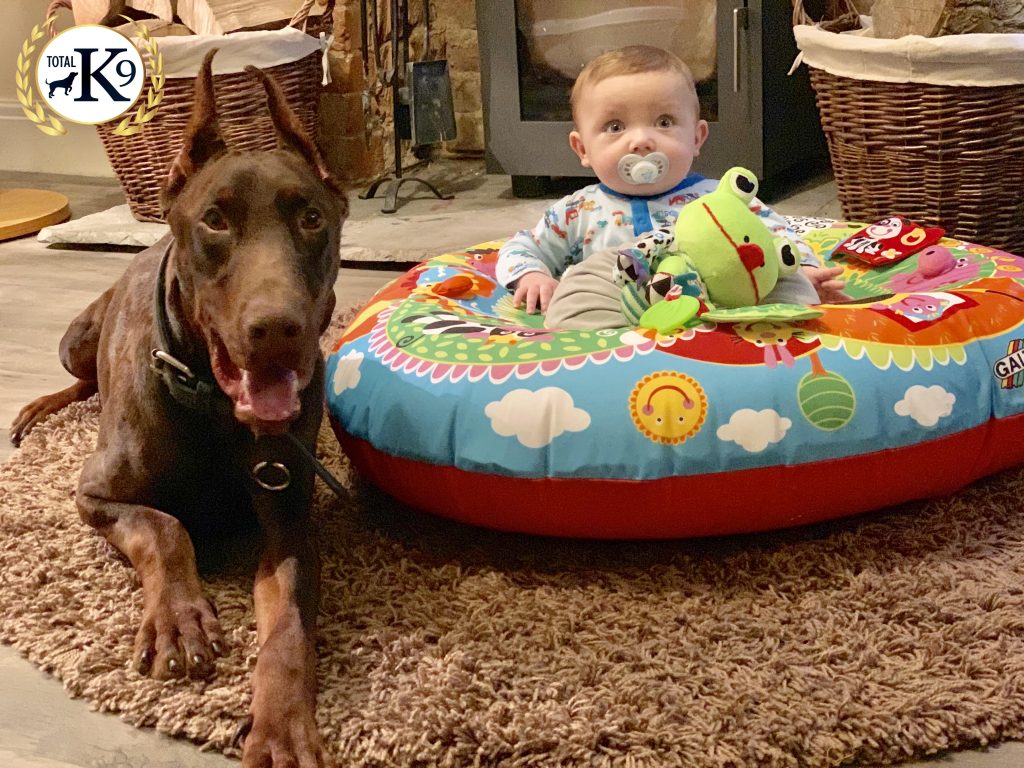 introducing a baby to your dog