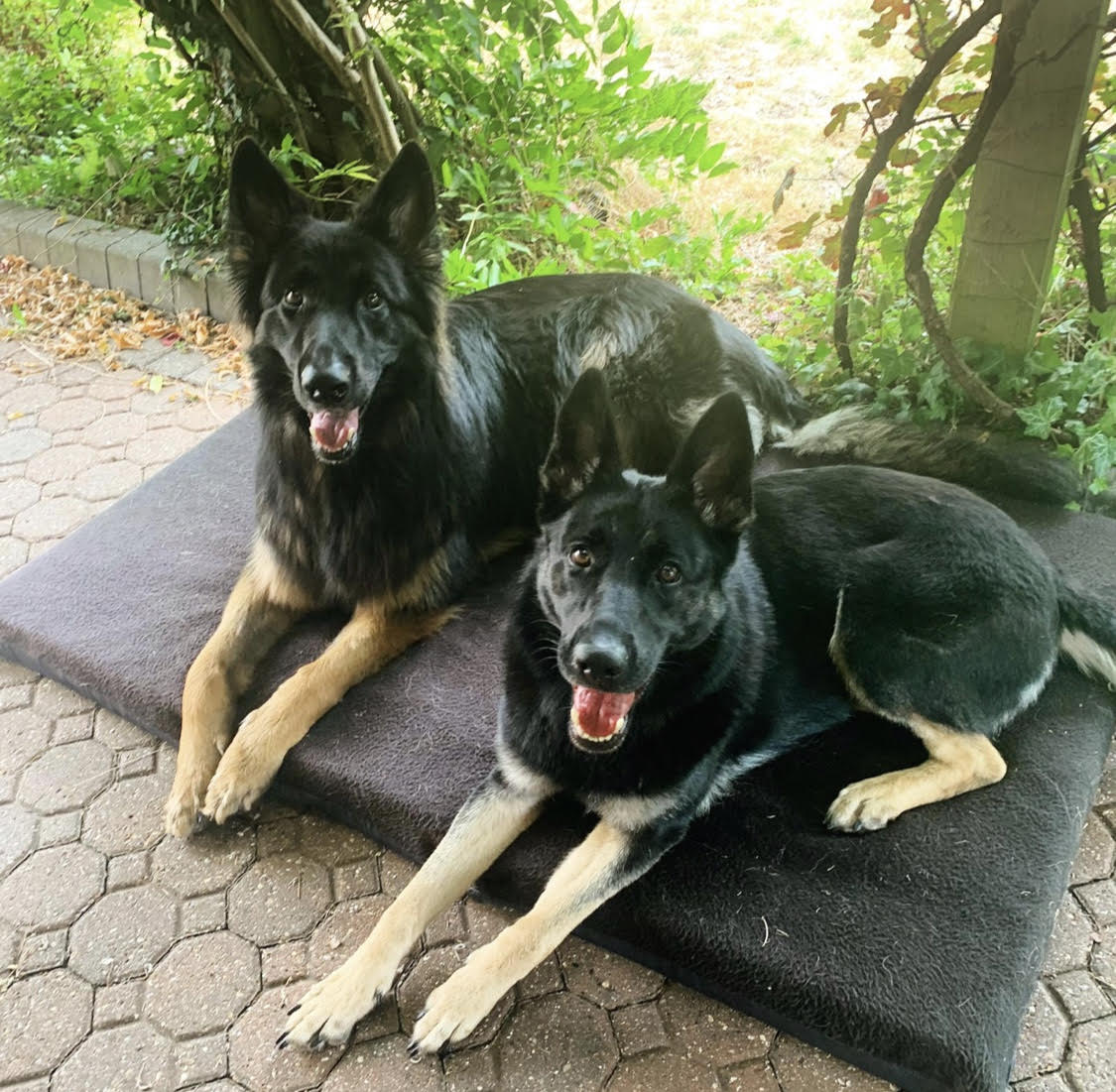 German Shepherds