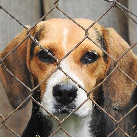 Beagle as a rescue dog