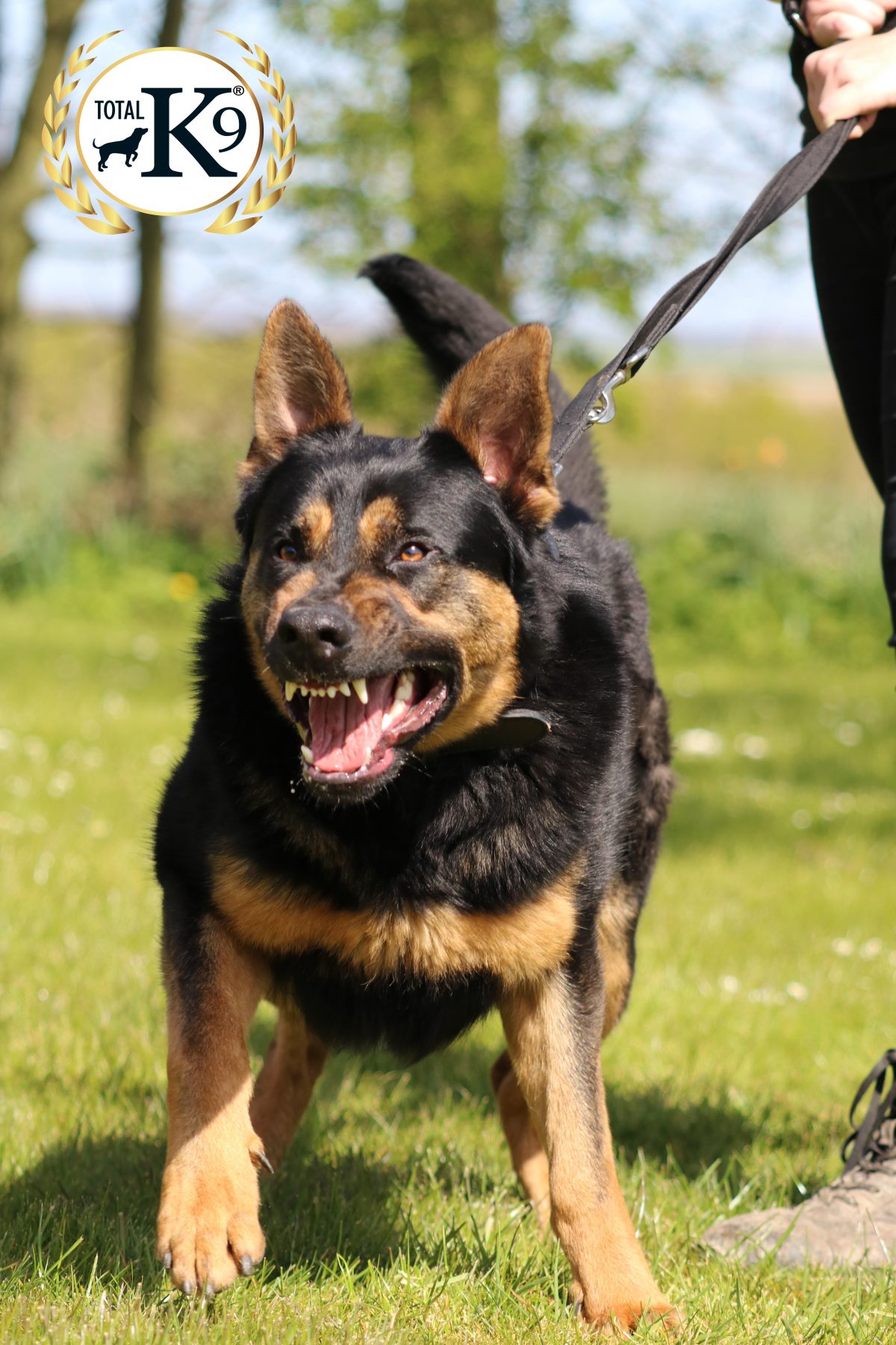 5 myths about personal protection dogs busted! Protection dogs
