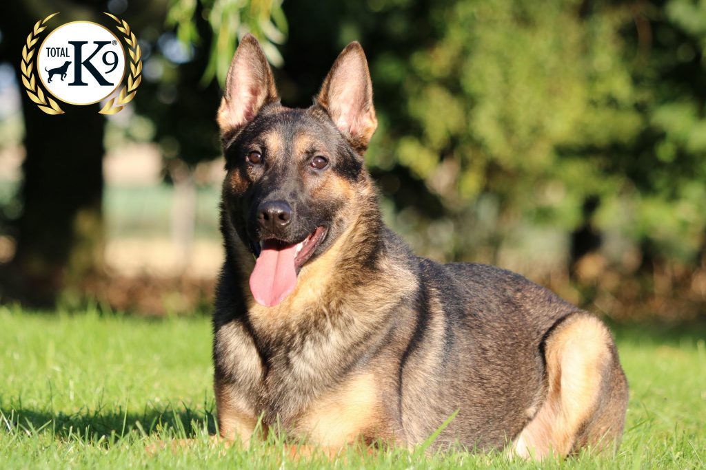 residential dog training of a German Shepard