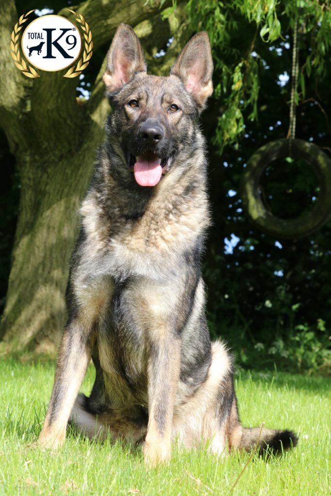Protection Dogs for Sale UK TOTAL K9