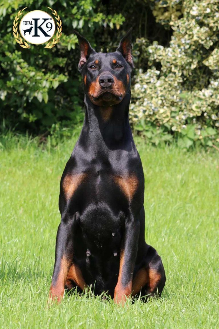 Protection Dogs for Sale UK TOTAL K9