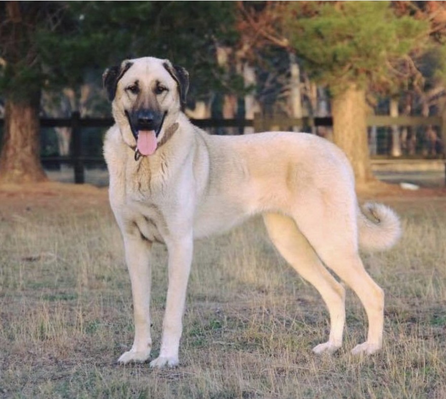 kangal dog breed