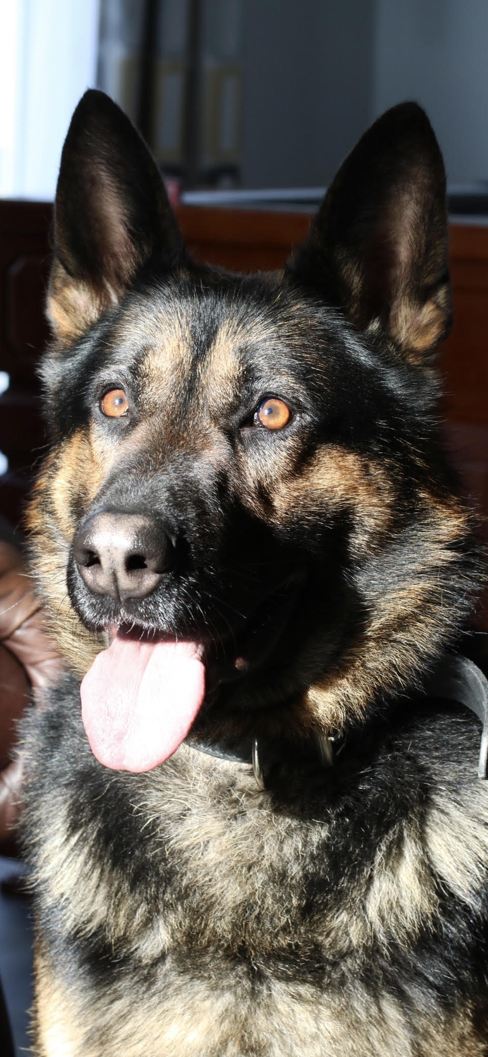 benefits of a security dog