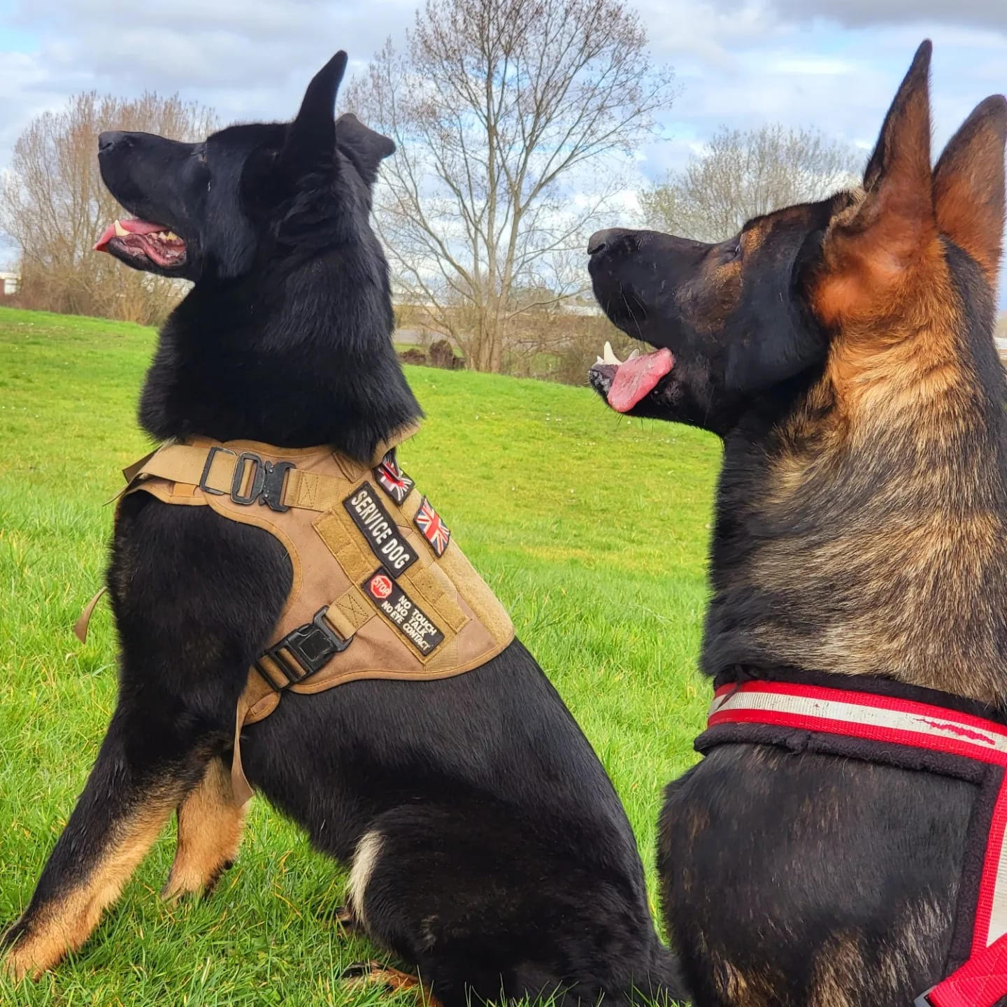 guard dogs
